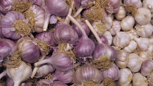 Close-up of a large quantity of several types of garlic - small white and large purple. Garlic as a disease preventative or ingredient for dishes.