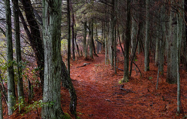 path in autumn forest
