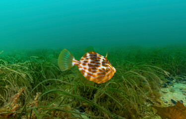 Underwater coral fish