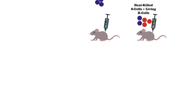 Video Illustration of Griffith's experiment. Injected mice 4k video.