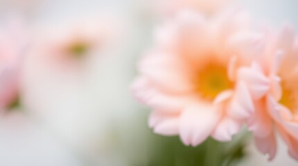 Fototapeta premium Soft Focus Bloom: A delicate pastel pink flower bursts into bloom, its petals gently blurred, creating an ethereal and dreamy atmosphere. This image evokes feelings of peace, serenity.