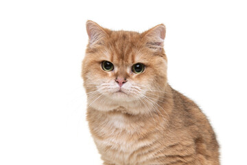Reddish british shorthaired cat portrait on white
