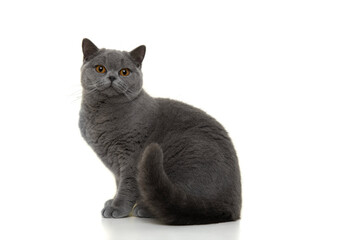 Pretty and proud british shorthaired cat sitting looking at the camera isolated on a white background