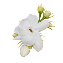 Obraz premium Jasmine flowers bloom showing their beauty isolated on transparent background