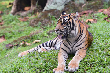 Close up photo of a sumatran tiger