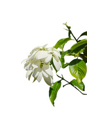 Close-up of a white Mussaenda bloom, showcasing its delicate bracts and soft textures under natural light isolated on transparent background