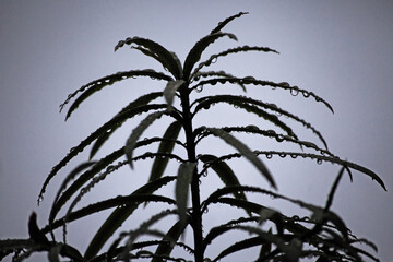 New Growth silhouette 16127