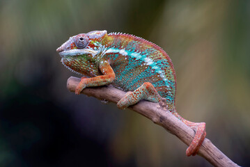 Panther chameleon on a tree branch	