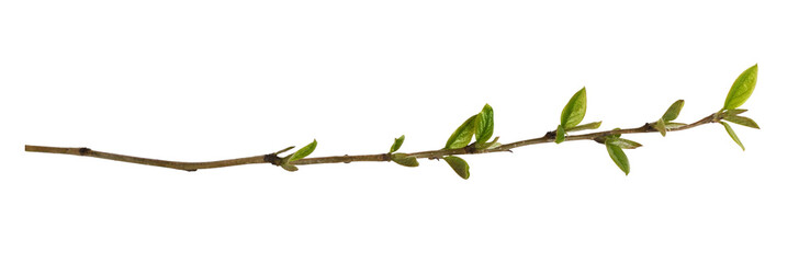 Spring twig with small first green leaves isolated on white or transparent background