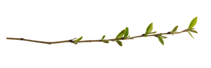 Spring twig with small first green leaves isolated on white or transparent background