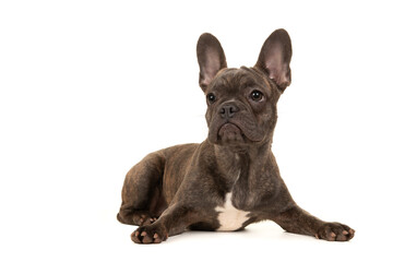 French bulldog puppy lying down isolated on a white background looking up and away from the camera