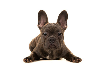 French bulldog puppy lying down isolated on a white background looking at the camera