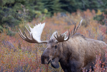 Alaska Yukon Bull Moose in Autumn in Denali National Park Alaska