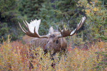 Alaska Yukon Bull Moose in Autumn in Denali National Park Alaska