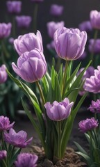 Fototapeta premium Soft light falls on lilac colored double tulips, lilac tulips, garden decor, soft focus sun glare