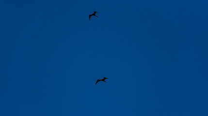 pássaros voando no céu azul