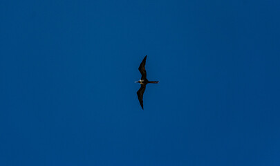 pássaros voando no céu azul