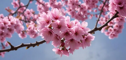 Obraz premium Cherry branch with multiple pink blossoms in full bloom, elegant, flowers