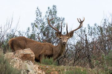 Deer looking at camera in Monfragüe National Park, Cáceres, Extremadura, Spain.