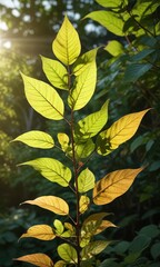 Dappled light filtering through Polygonacee Reynoutria bohemica knotweed leaves, forest environment, foliage detail, knotweed