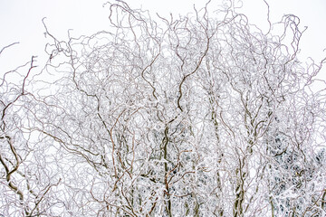Snow winter background. Nature forest landscape.