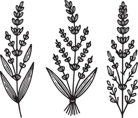 simple flower coloring pages, Coloring pages for kids, hand drawing Lavender flower sketch art, blossom Lavender flower line art vector illustration, floral garden for beautiful Lavender flower