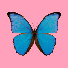 Blue Morpho with spread wings on a pink background in a square image