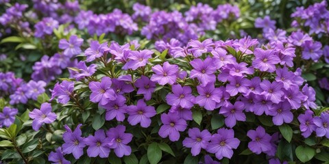 Obraz premium Colorful Brunfelsia purple flowers blooming in a garden, blooming flowers, tropical plants, flowers
