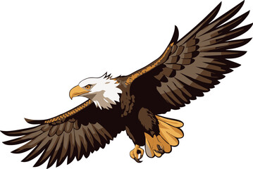 Bald eagle gliding with open wings on white background