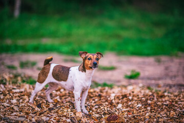 A beautiful purebred American Pit Bull Terrier plays outdoors.