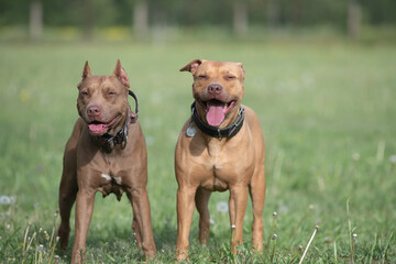 A beautiful purebred American Pit Bull Terrier plays outdoors.