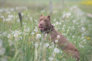 A beautiful purebred American Pit Bull Terrier plays outdoors.
