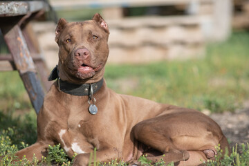 A beautiful purebred American Pit Bull Terrier plays outdoors.