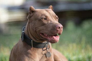 A beautiful purebred American Pit Bull Terrier plays outdoors.