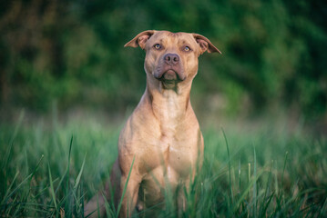 A beautiful purebred American Pit Bull Terrier plays outdoors.