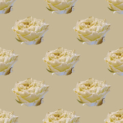 Elegant white roses seamless vector pattern