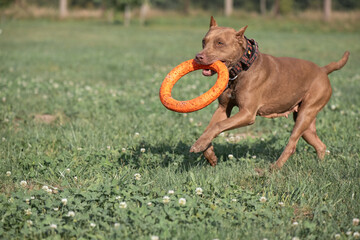 A beautiful purebred American Pit Bull Terrier plays outdoors.