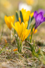 Yellow and purple crocuses in the meadow close-up