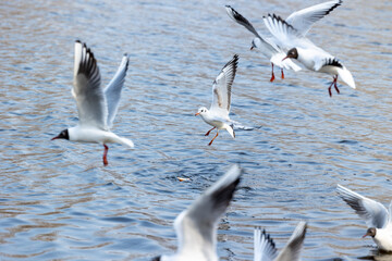 Seagulls hovering over the water