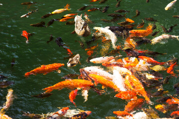 Mum duck and duckling swim in the lake surrounded by colourful koi fish