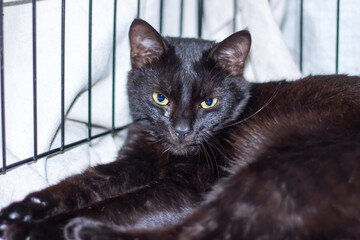 A black Bombay cat is peacefully resting in a cage with its eyes shut