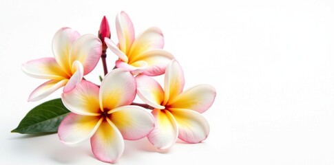 Delicate frangipani plumeria flowers in full bloom on a white background, showcasing their intricate details, nature, floral