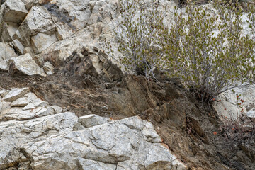 Cercocarpus betuloides,rose family. Los Angeles County, California. San Gabriel Mountains. GRANITIC ROCKS / igneous rocks. complexly intrusive as pods and dikes, some as aplite and pegmatite dikes