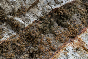 Selaginella bigelovii, Los Angeles County, California. San Gabriel Mountains. GRANITIC ROCKS / igneous rocks. complexly intrusive as pods and dikes, some as aplite and pegmatite dikes.  

