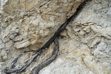Biological Weathering. Angeles Crest Scenic Byway, Los Angeles County, California. San Gabriel Mountains. GRANITIC ROCKS / igneous rocks. complexly intrusive as pods and dikes, some as aplite dikes