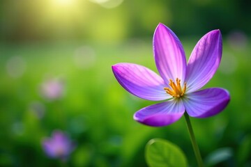 Fototapeta premium Delicate violet petals unfolding in a field of green, floral, garden