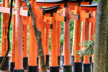 The torii gate covered walking path at Fushimi Inari Taisha temple in Kyoto, Japan. ( Japanese...