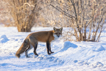 Red fox in Canadian winter hunting