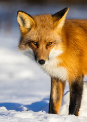 Obraz premium Red fox in Canadian winter hunting