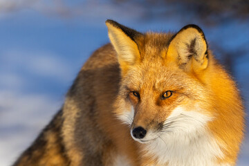 Red fox in Canadian winter hunting